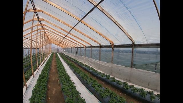 Суперэкономичная теплица из дерева своими руками смотреть онлайн