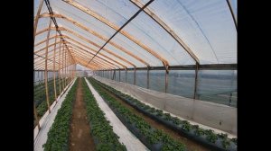 Суперэкономичная  теплица из дерева своими руками