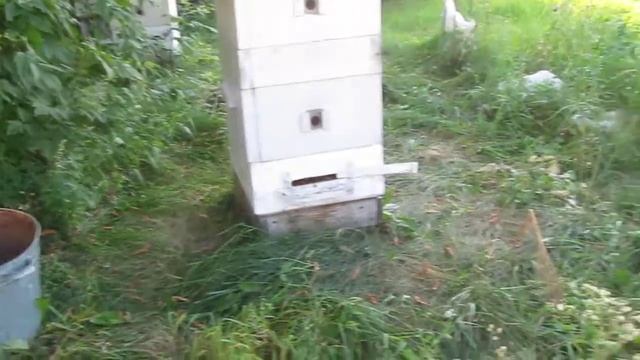 Наши пчёлы смотреть онлайн