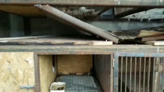 КЛЕТКА ДЛЯ КРОЛИКОВ НА 3 САМКИ И ЕЕ ПОГОЛОВЬЯ. КАК СДЕЛАТЬ? ИЗ КАКИХ МАТЕРИАЛОВ? смотреть онлайн