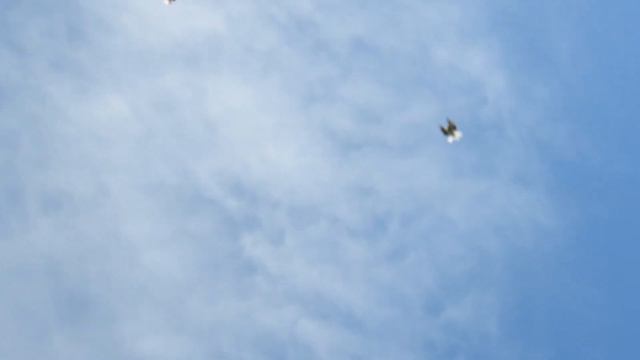 Племенной сезон заканчивается смотреть онлайн