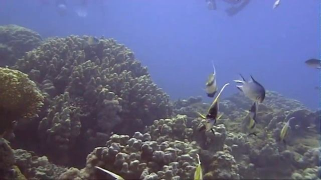 Дайвинг 2008 в Красном море