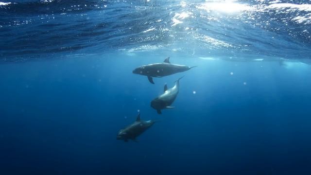 3 horas de som de golfinhos e baleias (oceano subaquático) смотреть онлайн