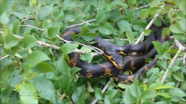 Змеи Приморского края 8 / HERPING IN PRIMORYE 8 (2020)