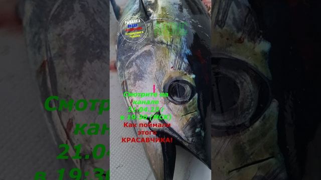 Анонс видео трофейной ловли тунца!