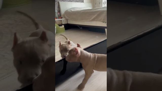Sofira Bradly. American bully. Dob 11.01.2024, первый день в новом доме 🩶💜🩶 смотреть онлайн