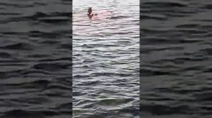 В Хургаде акула напала на женщину! 😱🦈 июль 2022