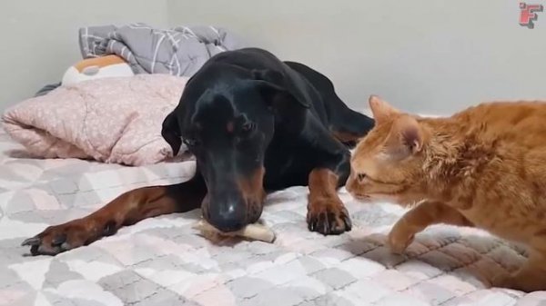 Смешные Драки Животных