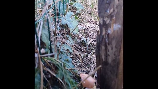Stoeger atac suppressor. VS (Eggs...110 yards...) смотреть онлайн