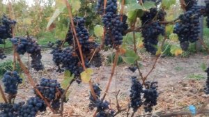 Виноград сорта Чёрный жемчуг.
