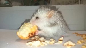 Хомяк точит зубы! Hamster sharpening its teeth! 打磨他的牙齿