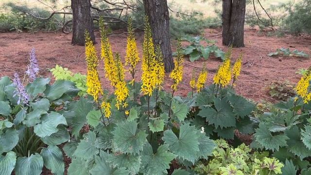 Ligularia Bottle Rocket смотреть онлайн