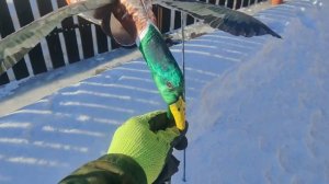 Махокрыл утки селезня