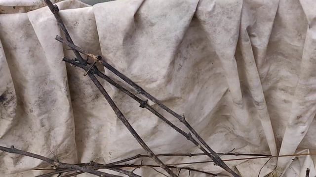 Ревизия виноградной лозы под укрытием смотреть онлайн