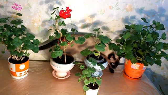 Как ухаживать за геранью зимой. смотреть онлайн