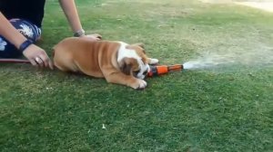 Прикольные собаки  2020 # 5/Смешные бульдоги видео/Бульдоги французские приколы 2020