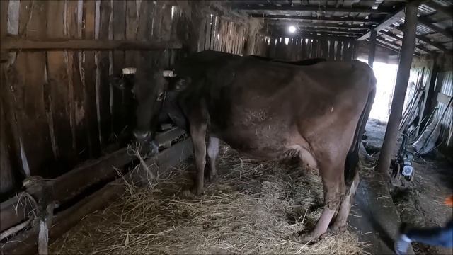 Прибирання в корівнику!?? Та маленькі плани на Майбутнє!?? смотреть онлайн