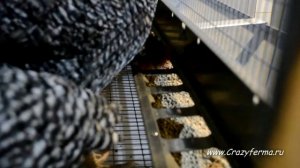 Клетка для Кур-несушек _Профессионал_ 3-7 от CrazyFerma