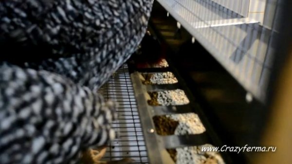 Клетка для Кур-несушек _Профессионал_ 3-7 от CrazyFerma