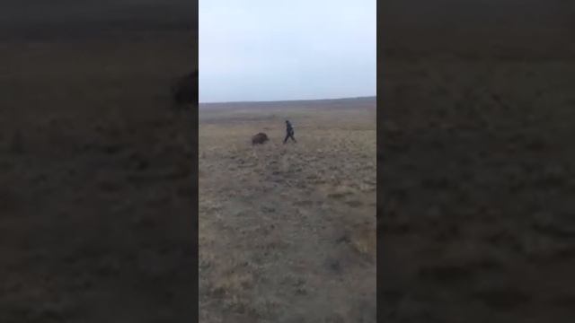 охота на кабана смотреть онлайн