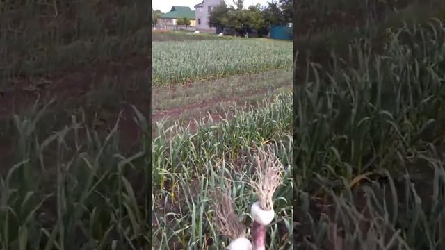 Чеснок Любаша и Дюшес.Сравнение стрелки чеснока смотреть онлайн