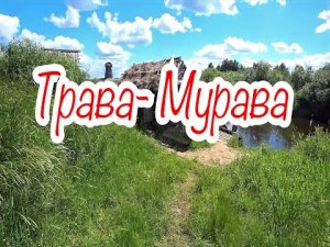 песня "Трава-Мурава" от Братьев Радченко - (О любви немало песен сложено)