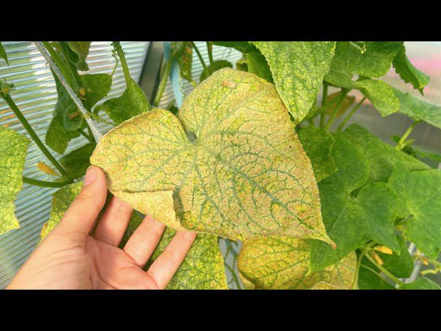 Опрыскиваю этим огурцы и помидоры и желтизна сразу же уходит смотреть онлайн