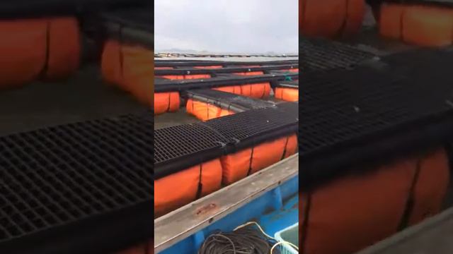 Кореядагы Кыргыздар, Донхе смотреть онлайн