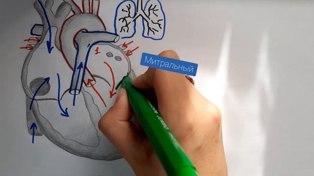 Анатомия, физиология сердца смотреть онлайн