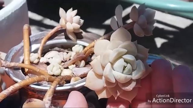 Моя Коллекция ЭХЕВЕРИИ?3-7-2019 смотреть онлайн