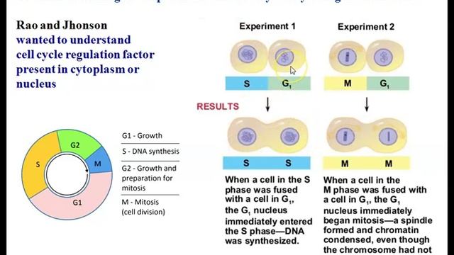 Cell Fusion Experiment смотреть онлайн