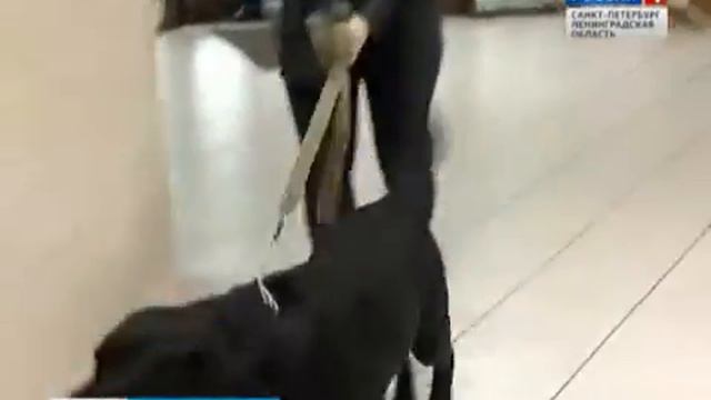 К чему надо быть готовым на границе хозяевам собак и кошек смотреть онлайн