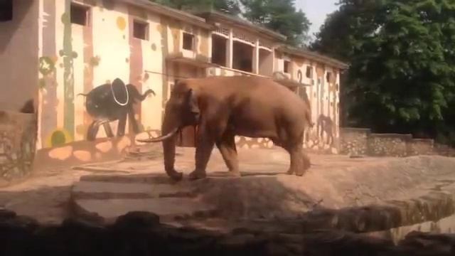 Слон в зоопарке Гуанчжоу смотреть онлайн