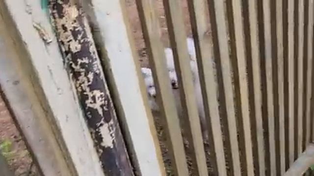 Загадочная находка самоедов на боярской даче. Чем так встревожены собаки? смотреть онлайн