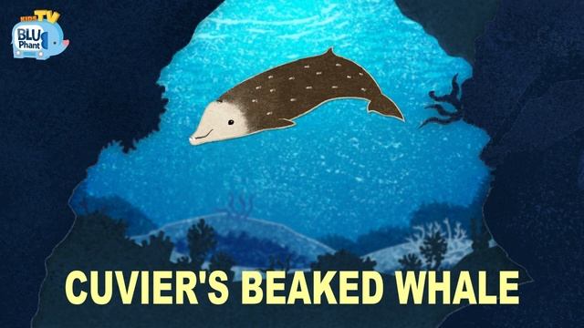 Guess The 50 Whale & Dolphin Types For Kids | Shadow Guessing Game | Whales | Dolphins | Sea Animal