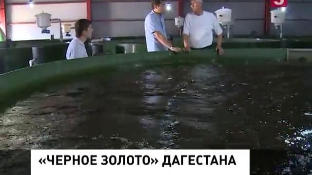 В Дагестане запустили предприятие по производству чёрной икры смотреть онлайн