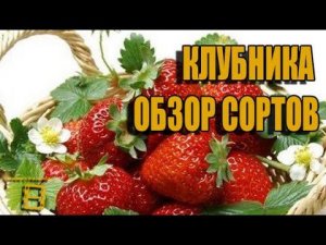 Виктория (клубника, земляника садовая). Обзор сортов. #Клубника #Сад
