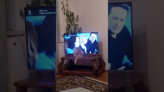 Лучшее место для гигиены кота смотреть онлайн