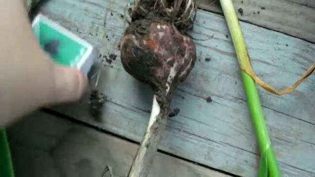 урожай чеснока! хоть и не сажала смотреть онлайн