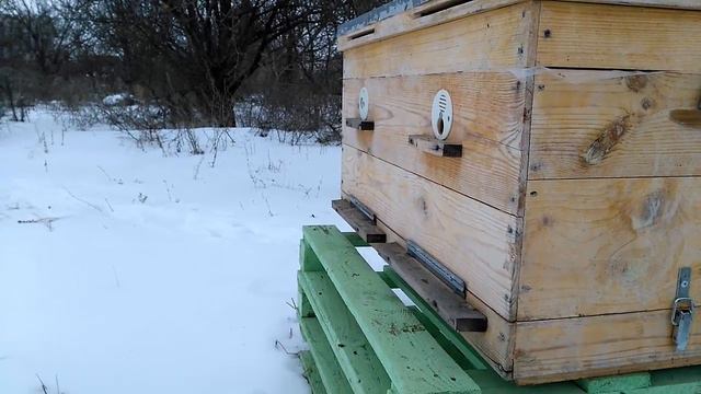 Первый весенний облет пчел Карпатка в феврале 2017 Когда пчелы делают облет температура воздуха +3 смотреть онлайн
