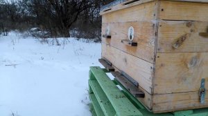 Первый весенний облет пчел Карпатка в феврале 2017 Когда пчелы делают облет температура воздуха +3