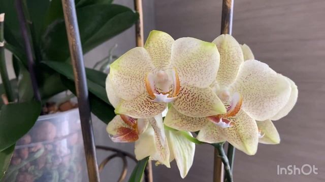 Цветущий январь 3 часть❤️❤️❤️ смотреть онлайн