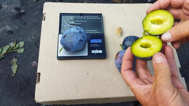 Слива НЕНЬКА. смотреть онлайн