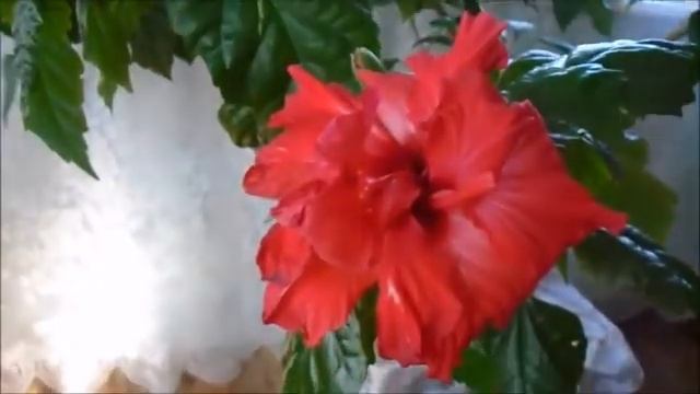 ЧАЙ ИЗ КИТАЙСКОЙ РОЗЫ смотреть онлайн