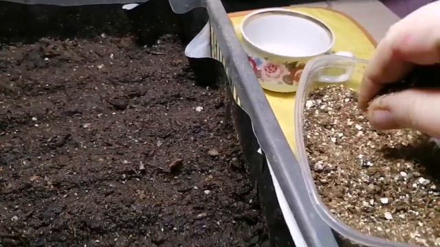 Посев виолы и всходы через 6 дней смотреть онлайн