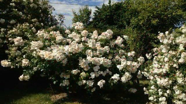 Carlo Buti - QUANTA ROSE 1953 смотреть онлайн