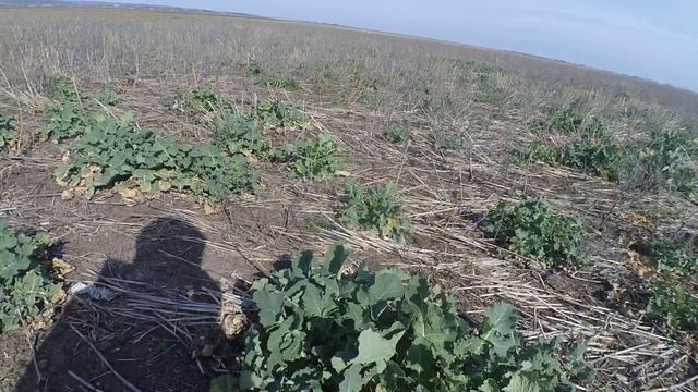 Ветер дует ; а мы брызгаем рапс. смотреть онлайн