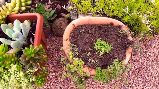 Como ter várias mudas da SUCULENTA Echeveria Pulvinata смотреть онлайн