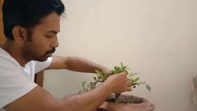Make a Bonsai from Ficus Racemosa смотреть онлайн