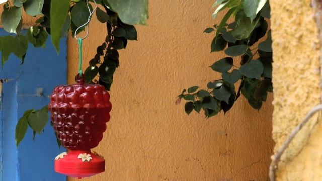 Colibri Casa Amarilla GDL смотреть онлайн